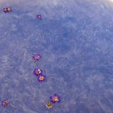 Sensus Lotus - Spooky Purple Magisch Badpoeder - 60gr
